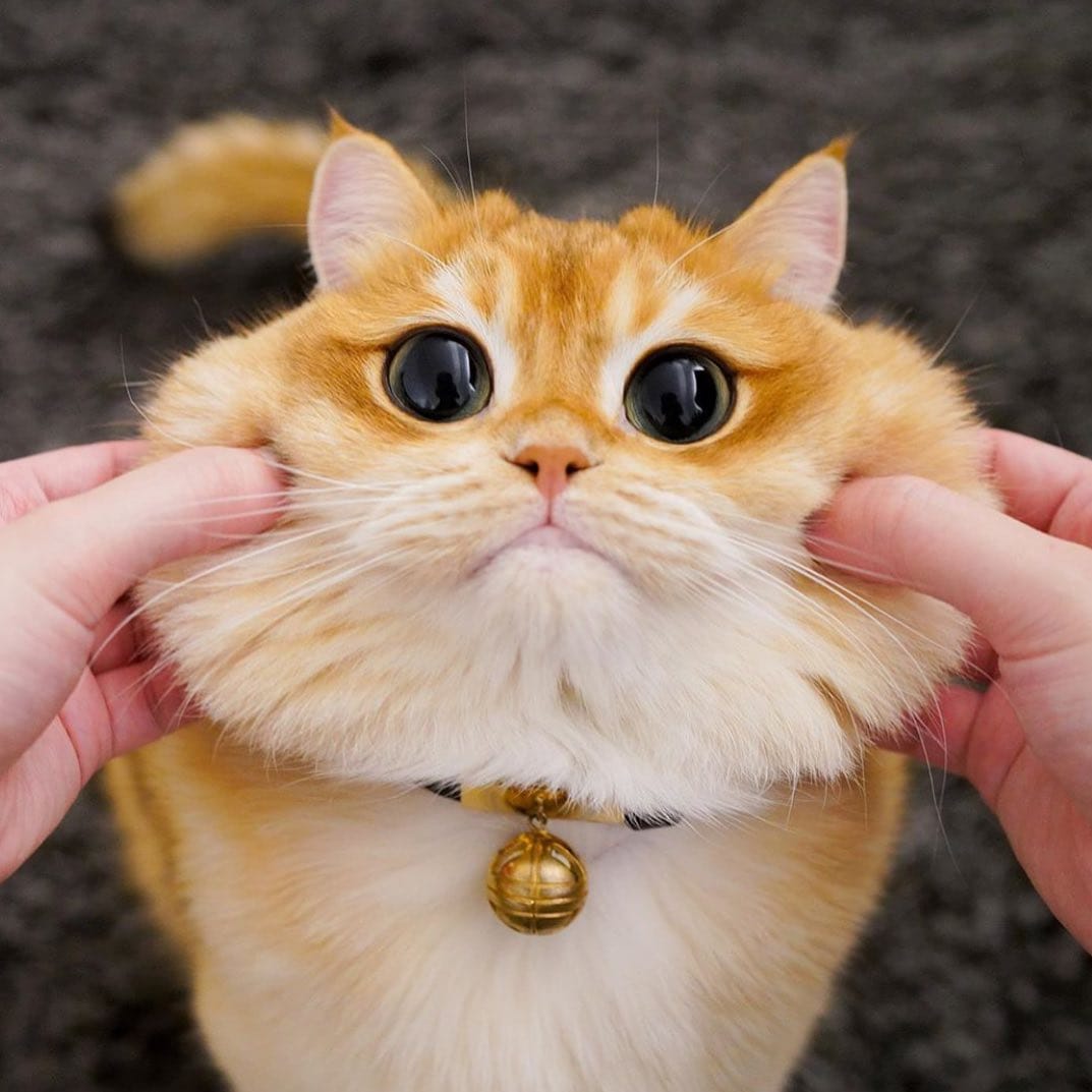 Post 5 by Crazy About Cats on Instagram (image)