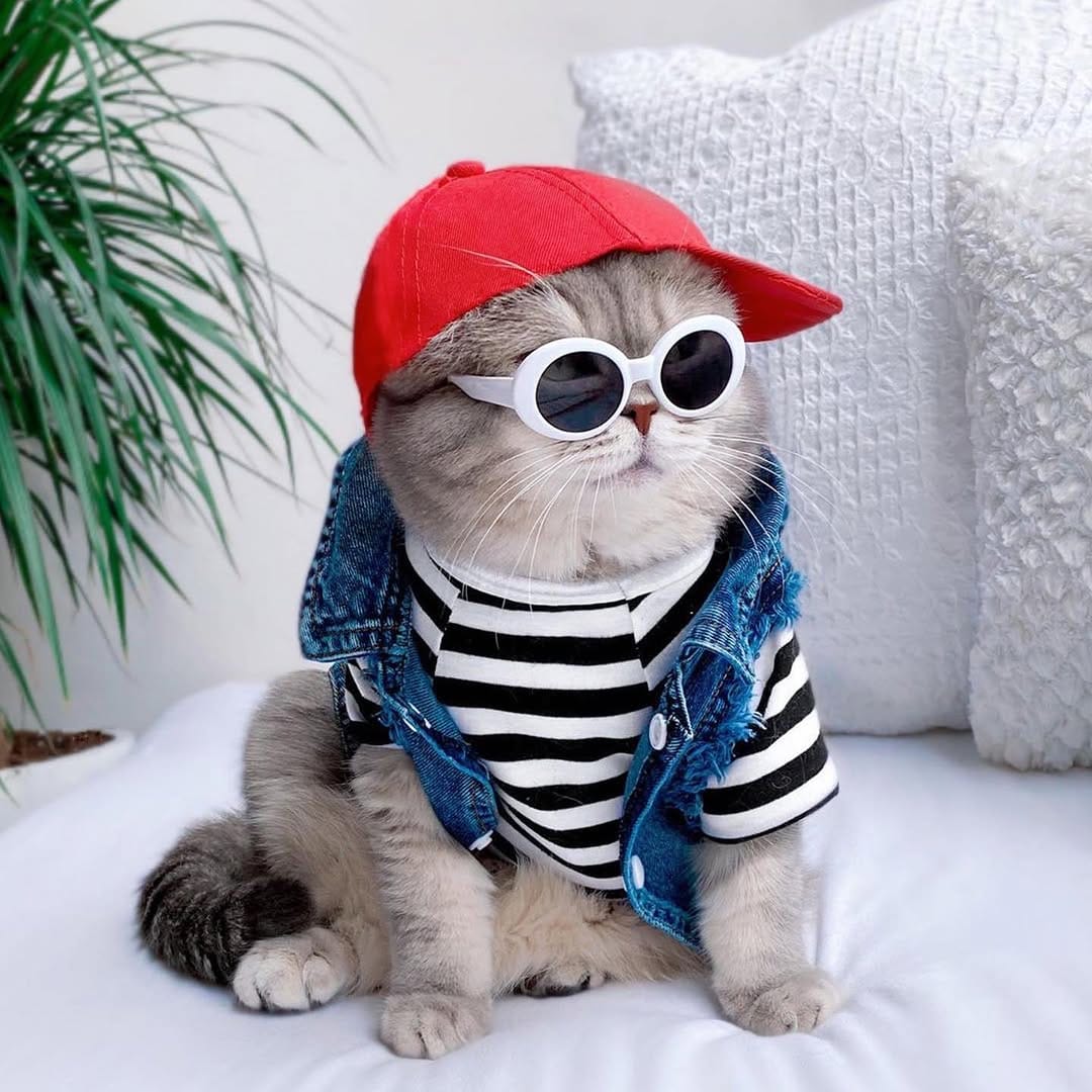 Post 7 by Crazy About Cats on Instagram (image)