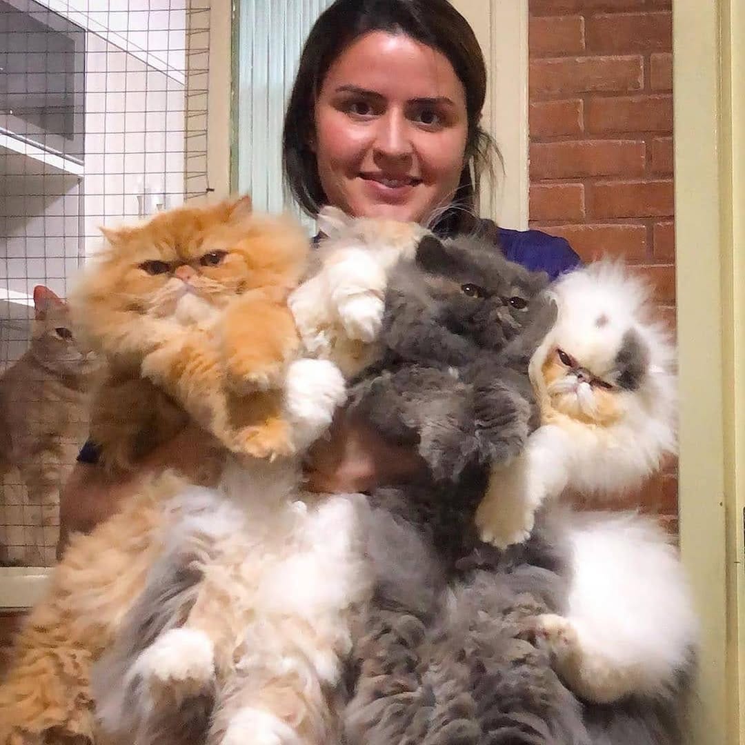 Post 6 by Crazy About Cats on Instagram (image)