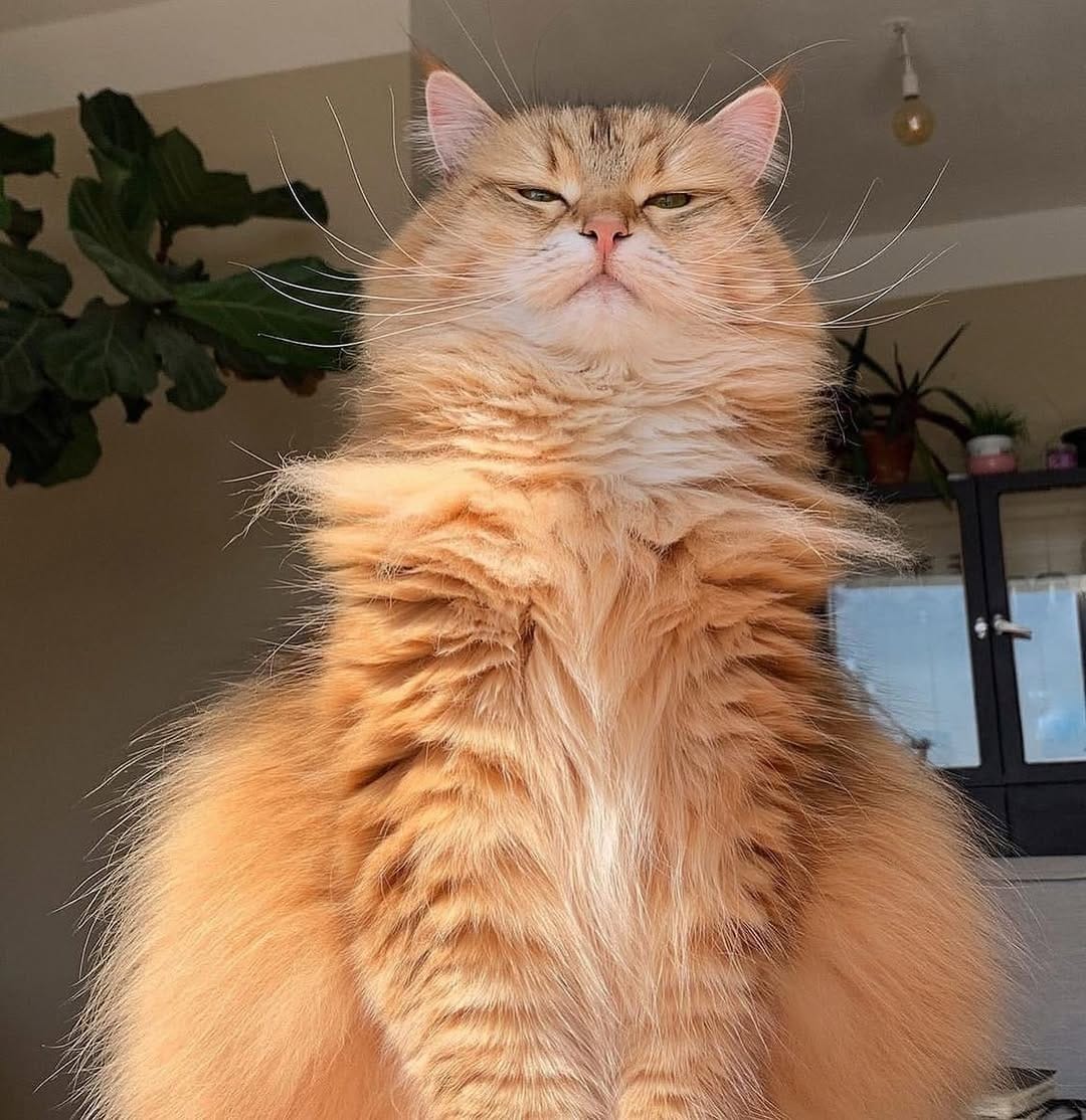 Post 1 by Crazy About Cats on Instagram (image)