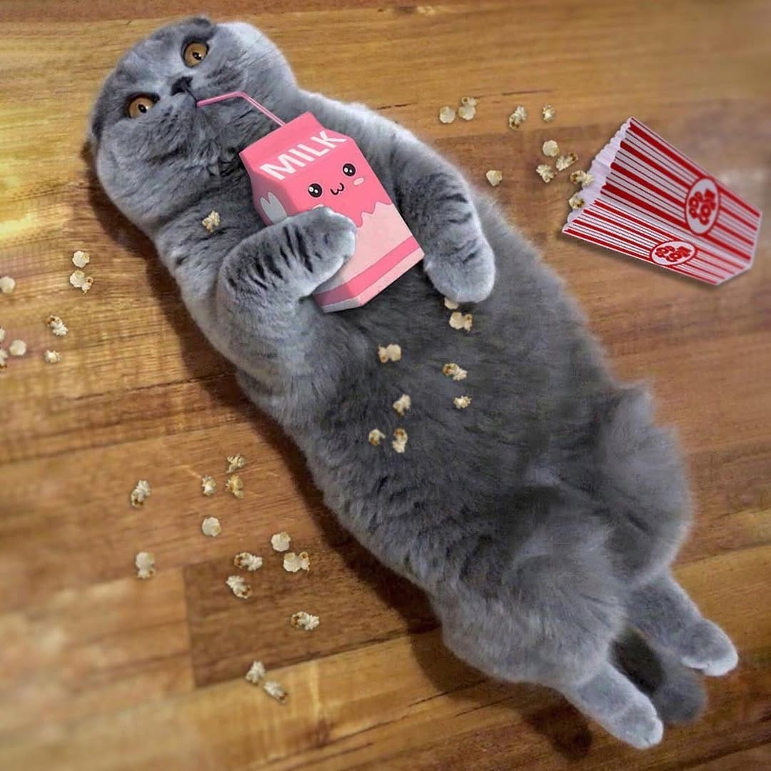 Post 9 by Crazy About Cats on Instagram (image)