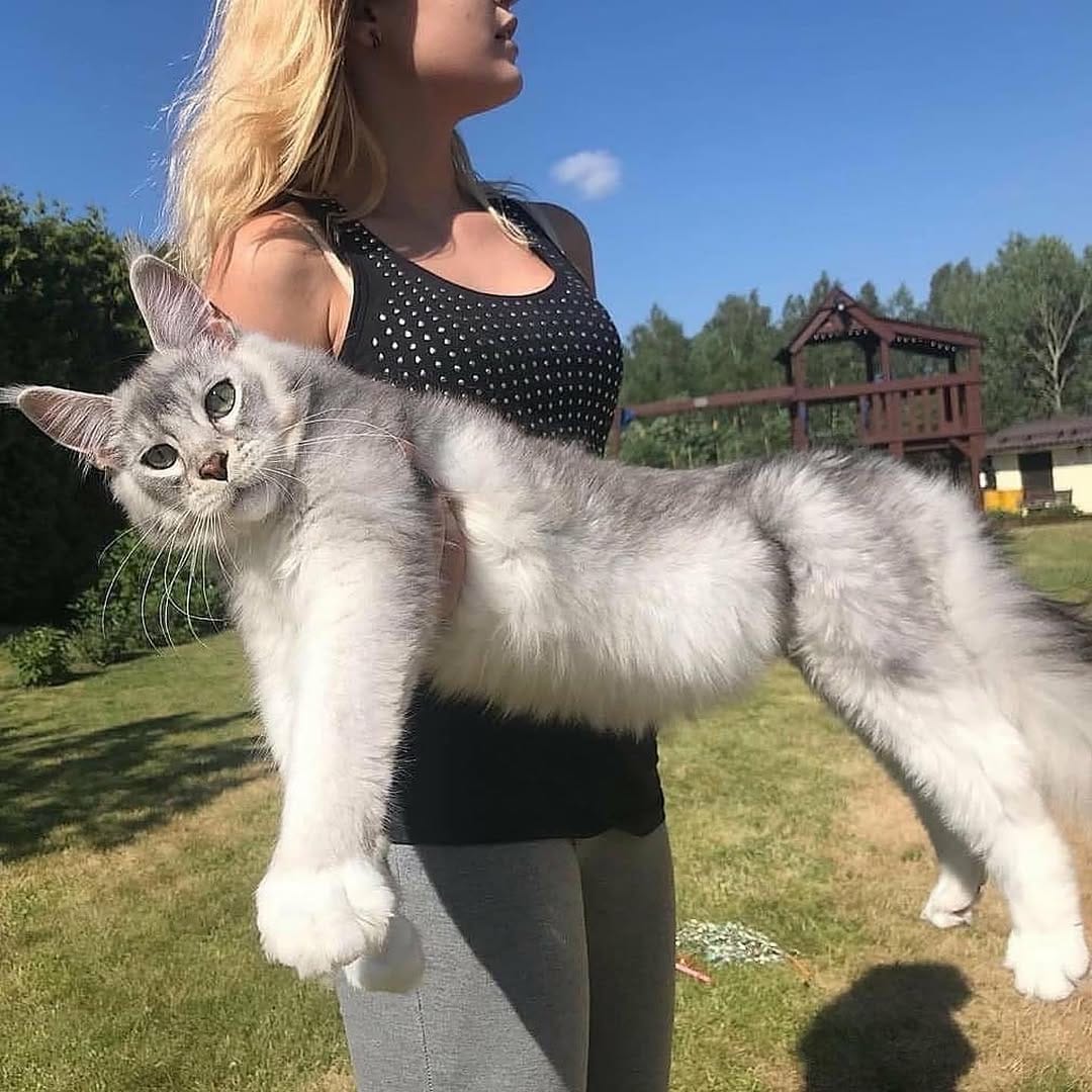 Post 8 by Crazy About Cats on Instagram (image)