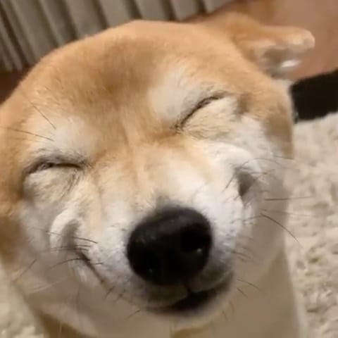 Post 8 by The Shibe Site of Life on Instagram (video)