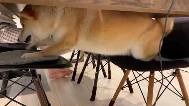 Post 9 by The Shibe Site of Life on Instagram (video)