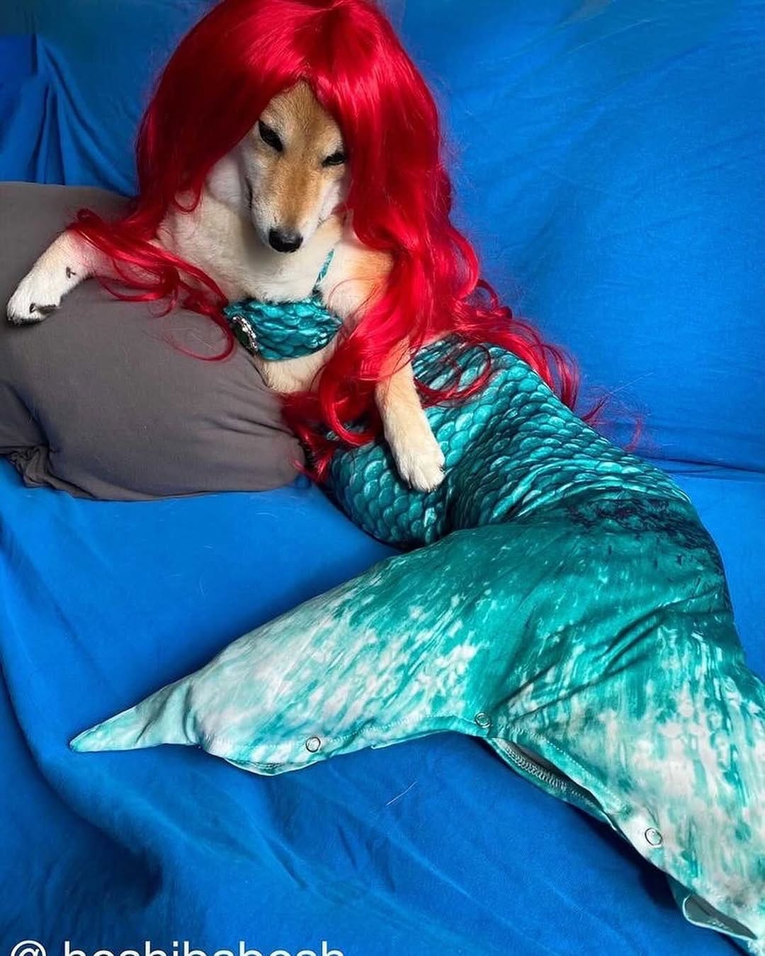Post 7 by The Shibe Site of Life on Instagram (carousel)