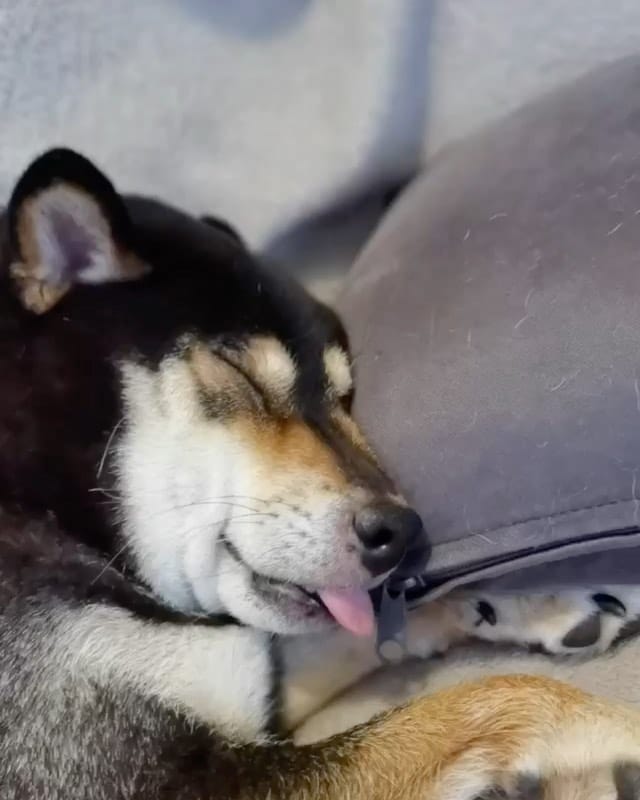 Post 3 by The Shibe Site of Life on Instagram (video)