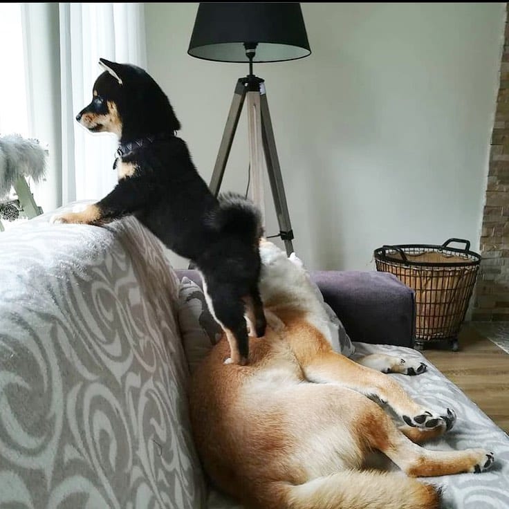 Post 6 by The Shibe Site of Life on Instagram (image)