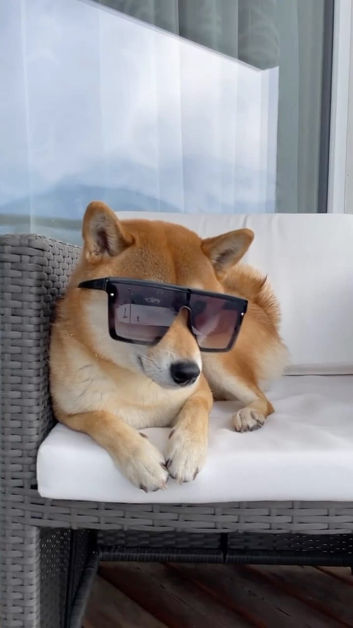 Post 1 by The Shibe Site of Life on Instagram (video)