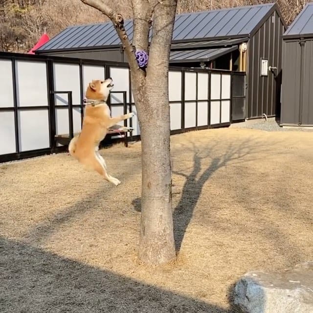 Post 10 by The Shibe Site of Life on Instagram (video)