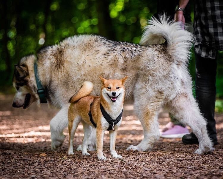 Post 2 by The Shibe Site of Life on Instagram (image)