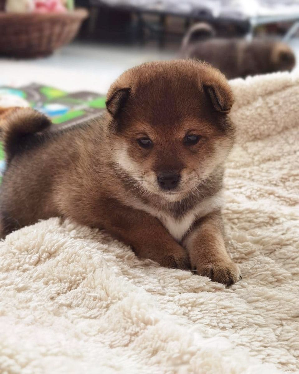 Post 5 by The Shibe Site of Life on Instagram (image)