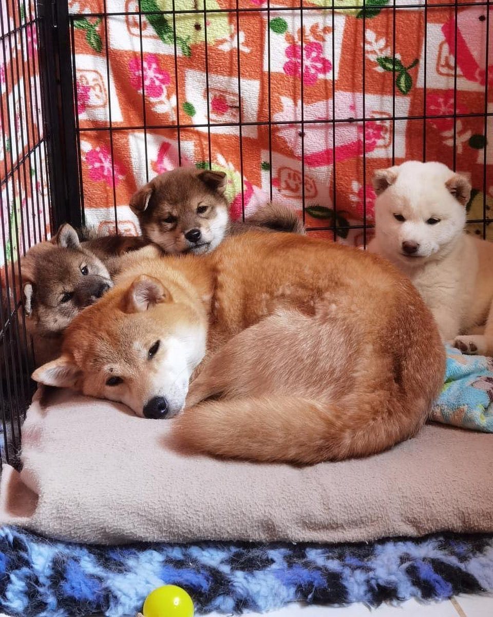 Post 4 by The Shibe Site of Life on Instagram (image)