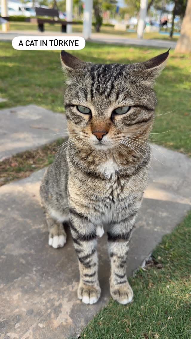 Post 4 by Funny cats in Türkiye 🐾 on Instagram (video)
