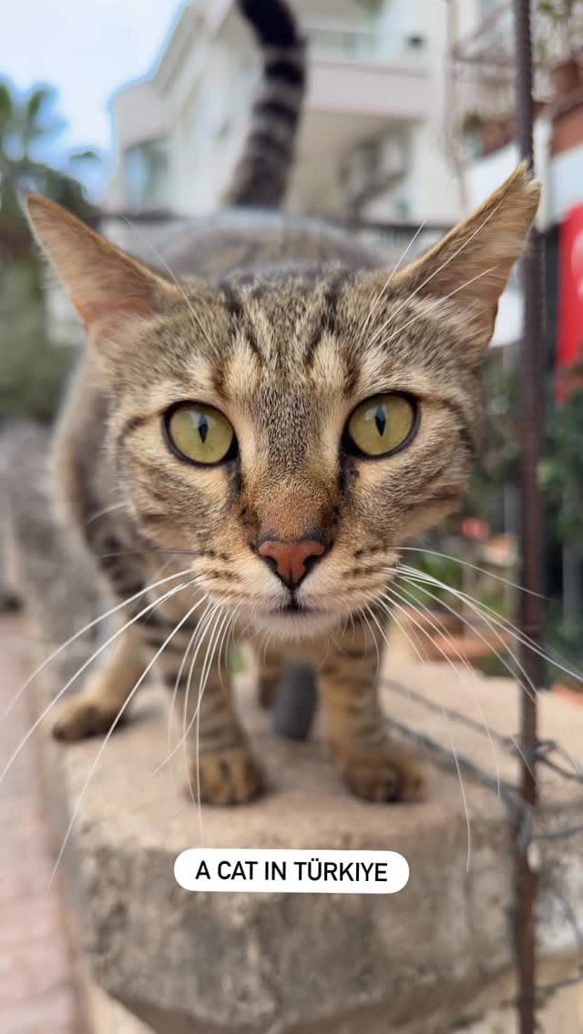 Post 5 by Funny cats in Türkiye 🐾 on Instagram (video)