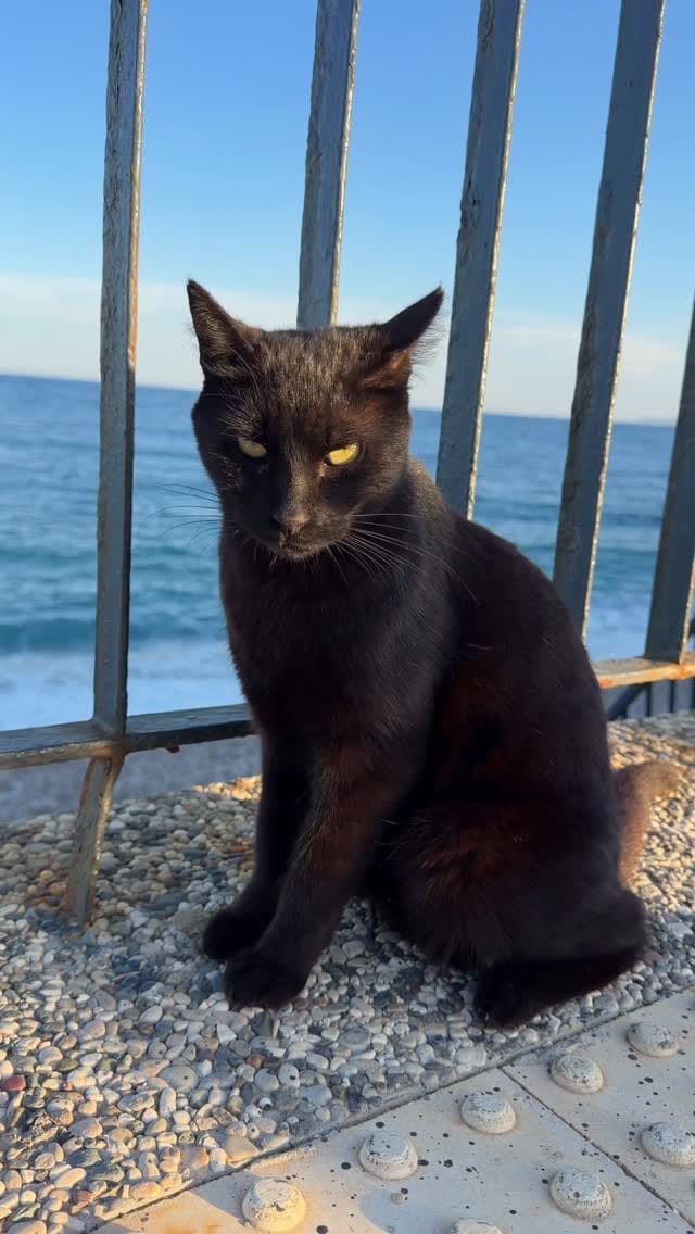 Post 6 by Funny cats in Türkiye 🐾 on Instagram (video)