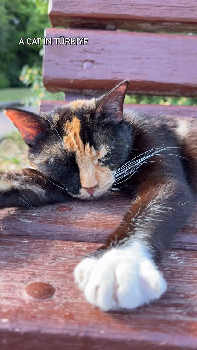 Post 10 by Funny cats in Türkiye 🐾 on Instagram (video)
