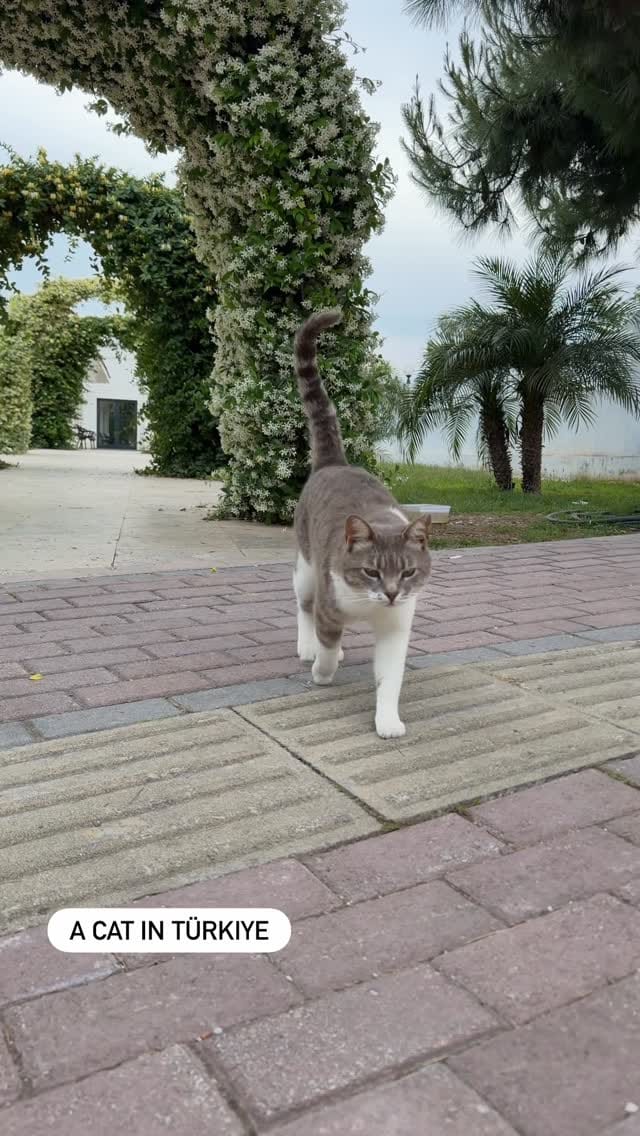 Post 9 by Funny cats in Türkiye 🐾 on Instagram (video)
