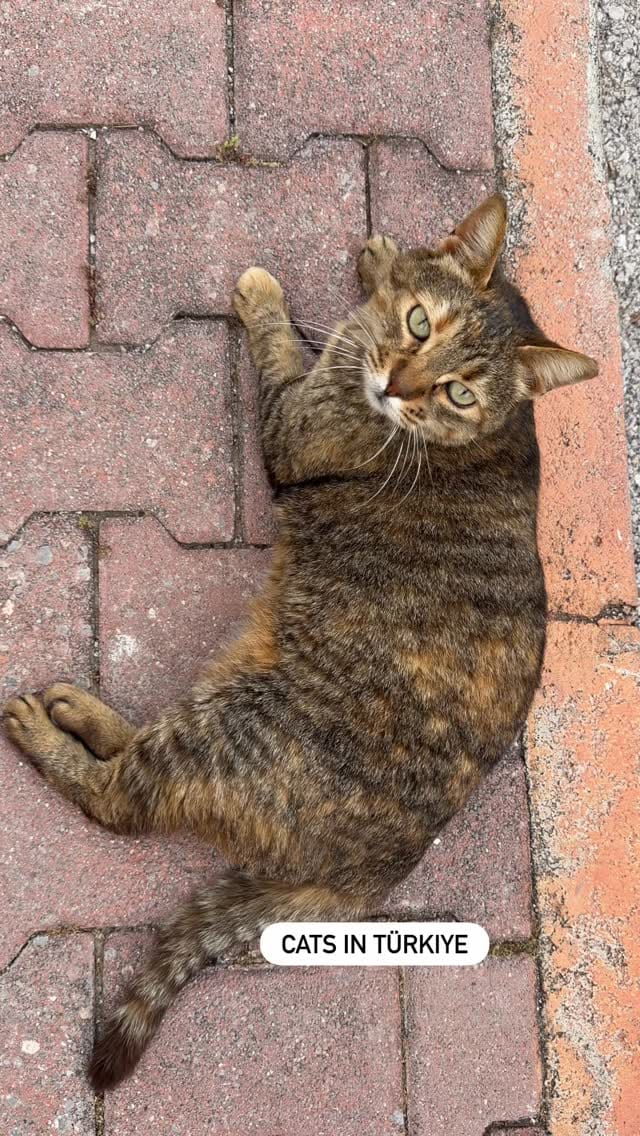Post 7 by Funny cats in Türkiye 🐾 on Instagram (video)
