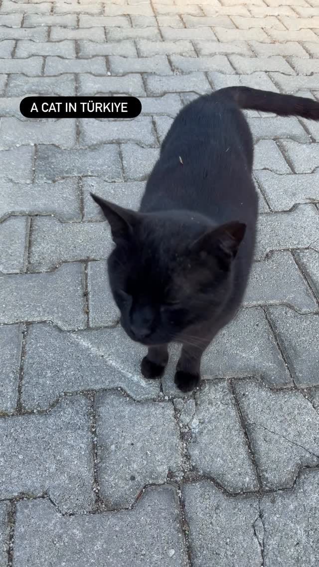 Post 3 by Funny cats in Türkiye 🐾 on Instagram (video)