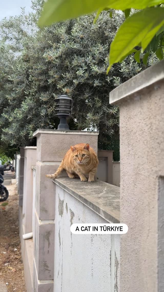 Post 8 by Funny cats in Türkiye 🐾 on Instagram (video)