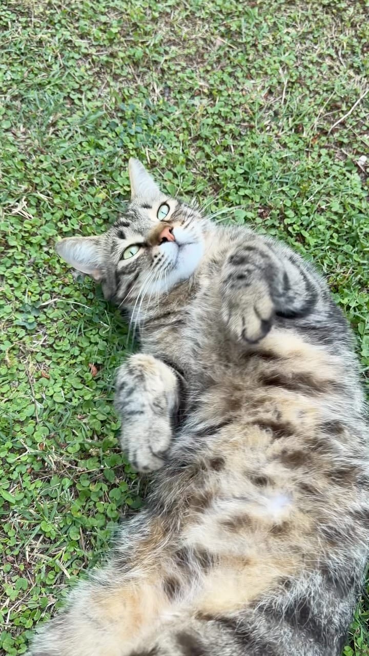 Post 2 by Funny cats in Türkiye 🐾 on Instagram (video)