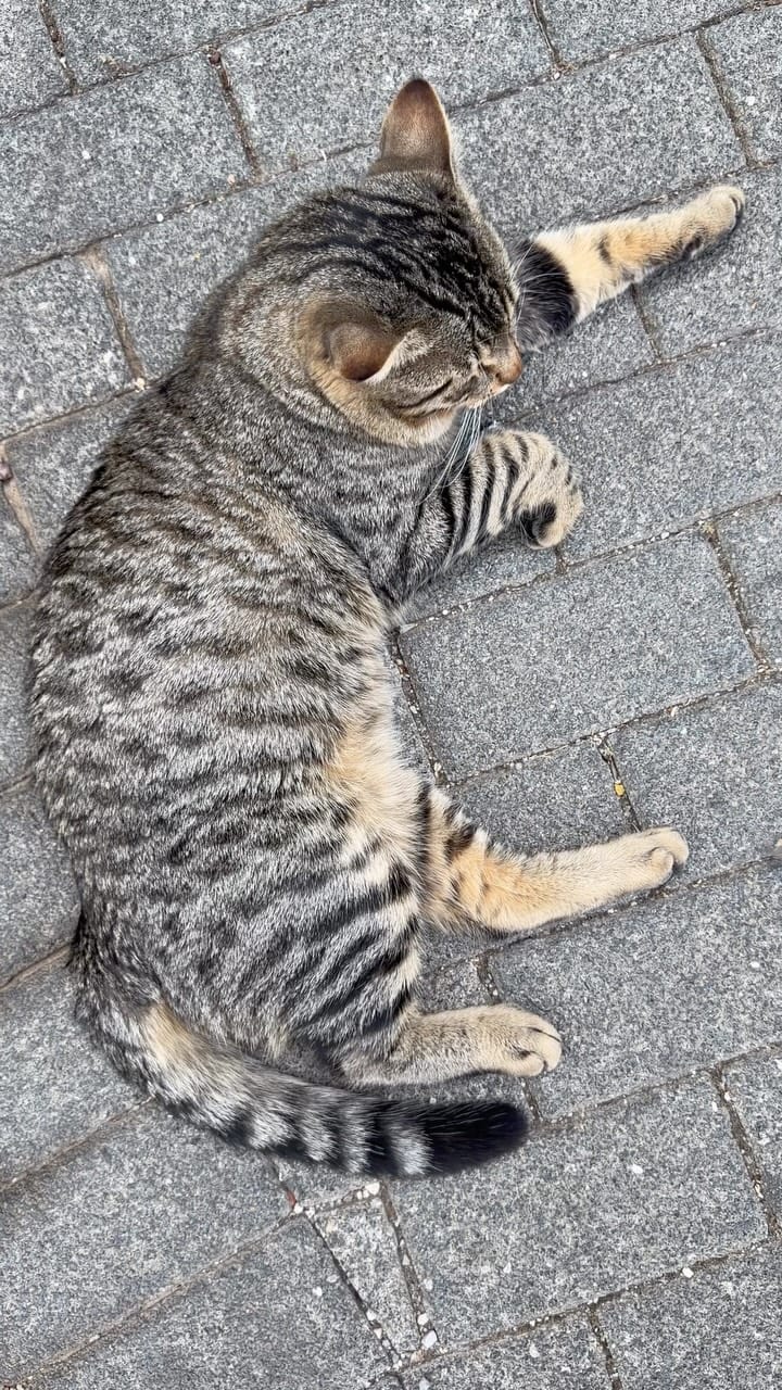Post 1 by Funny cats in Türkiye 🐾 on Instagram (video)