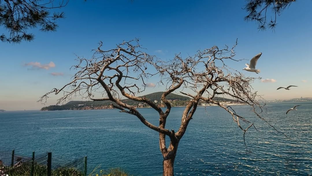 Post 6 by Zeytin Dalı on Instagram (image)