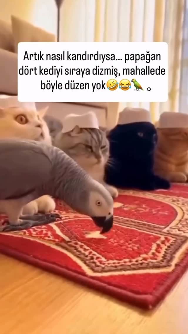 Post 10 by Ertan Işık on Instagram (video)