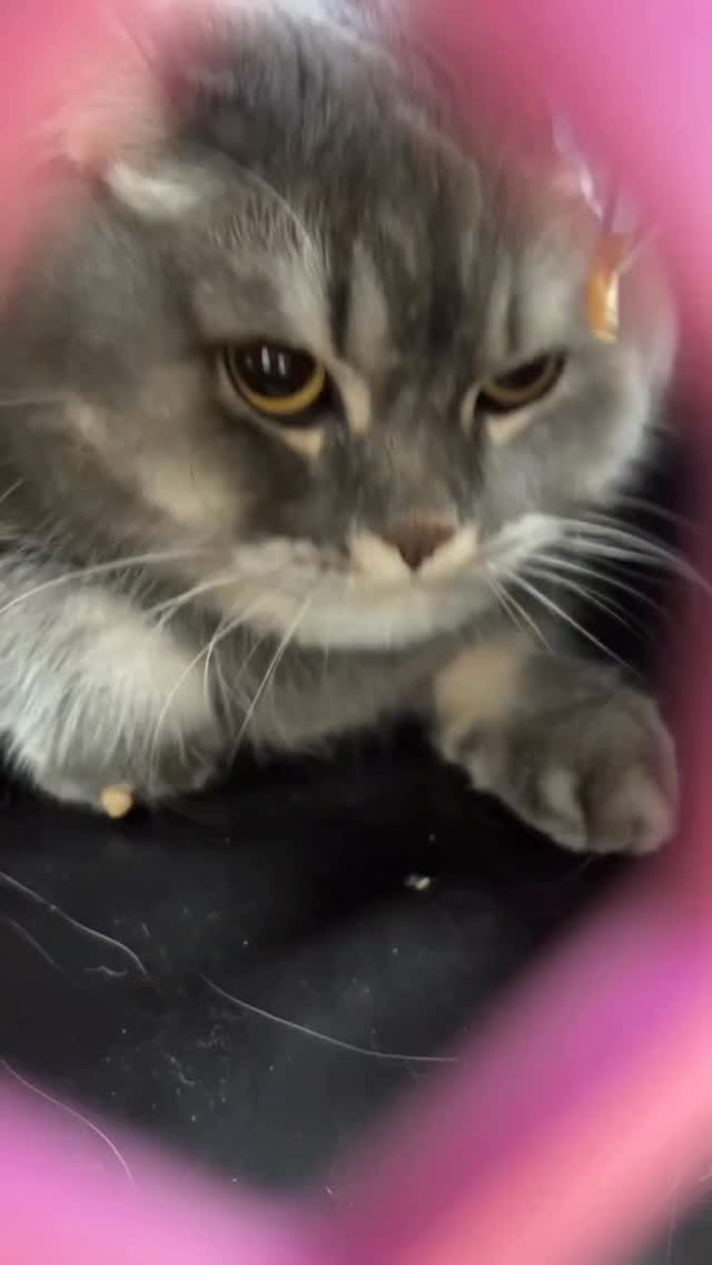 Post 7 by Dante Veteriner Kliniği on Instagram (video)