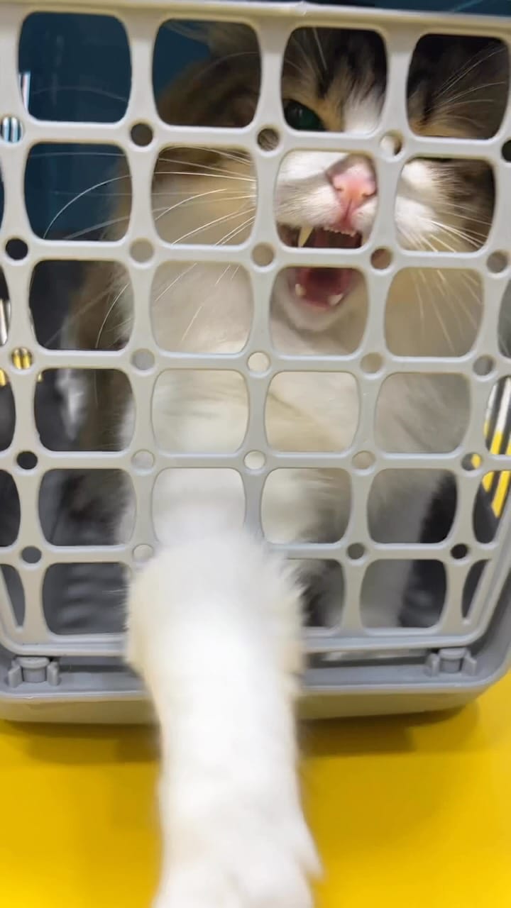 Post 5 by Dante Veteriner Kliniği on Instagram (video)