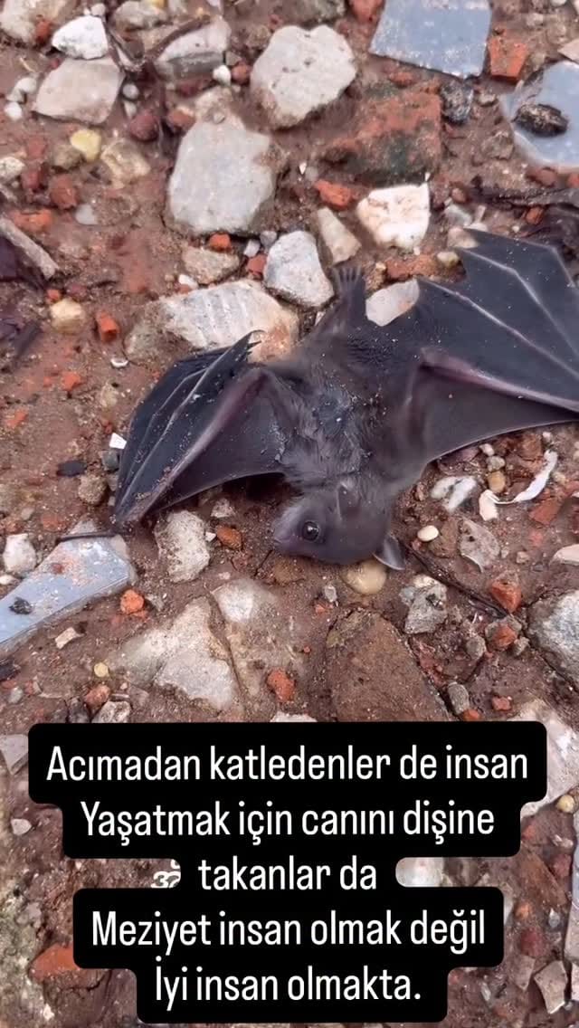 Post 8 by A Ufuk Işık🎶🐾 on Instagram (video)