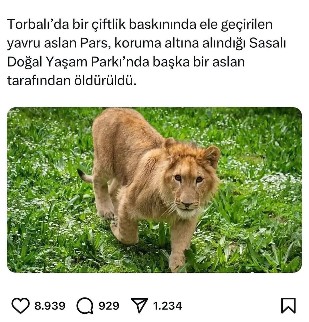 Post 7 by A Ufuk Işık🎶🐾 on Instagram (image)