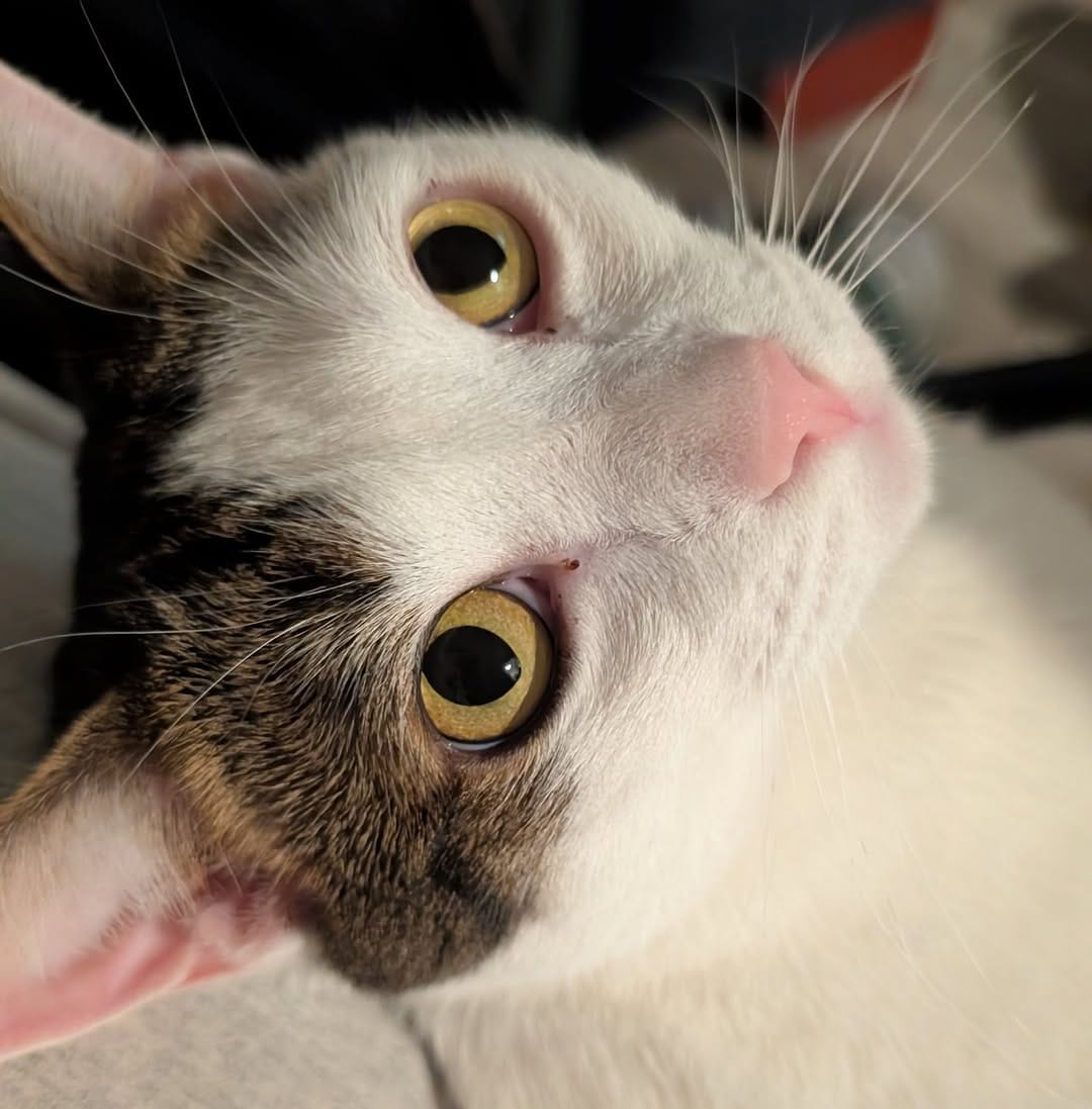 Post 3 by Eleven the Tabby & Cookie on Instagram (image)