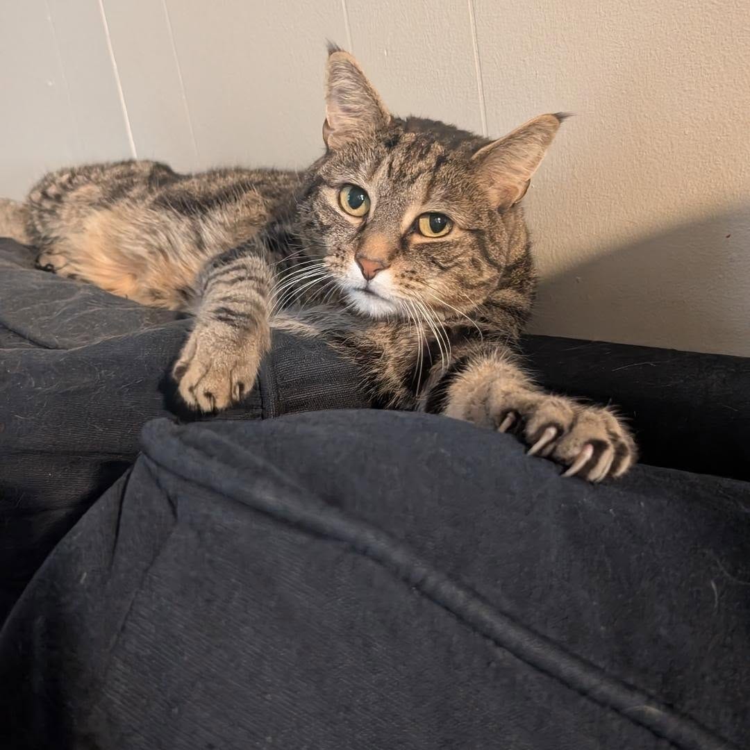 Post 1 by Eleven the Tabby & Cookie on Instagram (image)