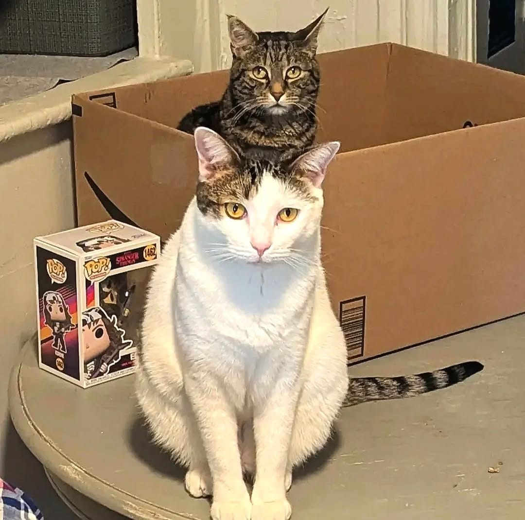 Post 9 by Eleven the Tabby & Cookie on Instagram (image)