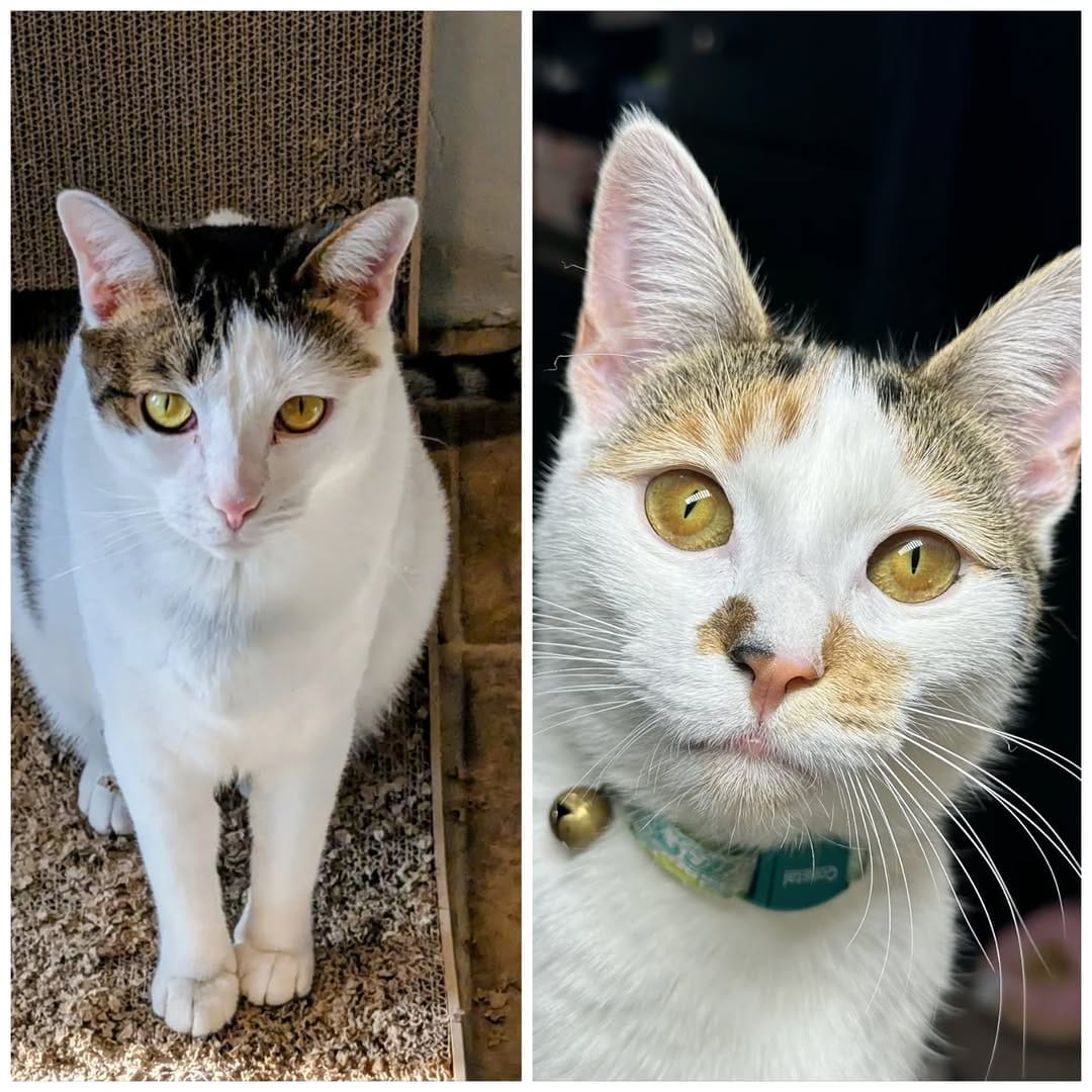 Post 4 by Eleven the Tabby & Cookie on Instagram (carousel)