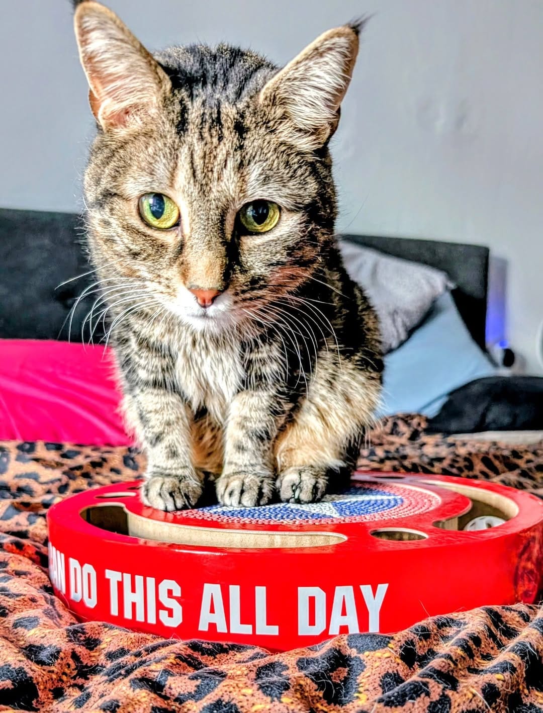 Post 10 by Eleven the Tabby & Cookie on Instagram (carousel)
