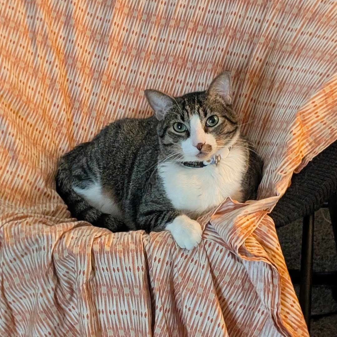Post 2 by Eleven the Tabby & Cookie on Instagram (carousel)