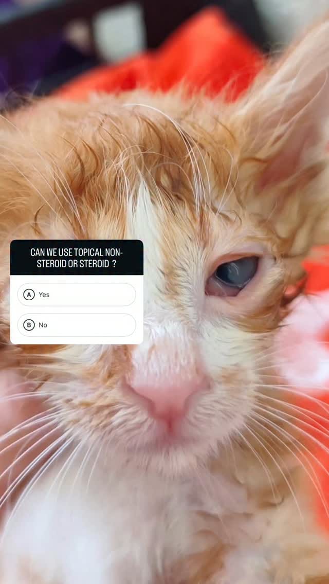 Post 8 by Vet.Hek.Erdi Akyürek | Kedi-Köpek Göz Hastalıkları on Instagram (video)