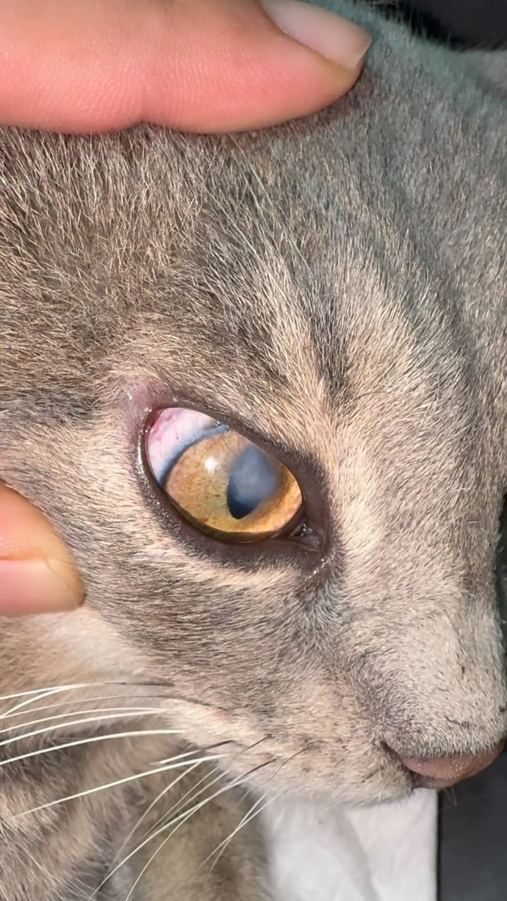 Post 10 by Vet.Hek.Erdi Akyürek | Kedi-Köpek Göz Hastalıkları on Instagram (video)