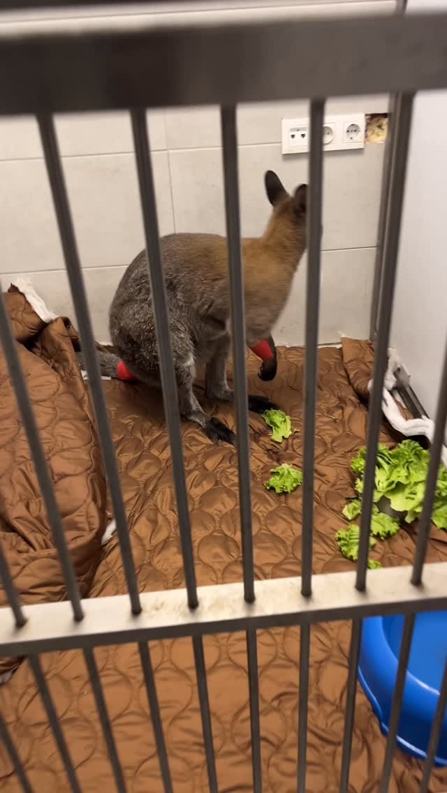 Post 6 by Ebuderda Günay on Instagram (video)