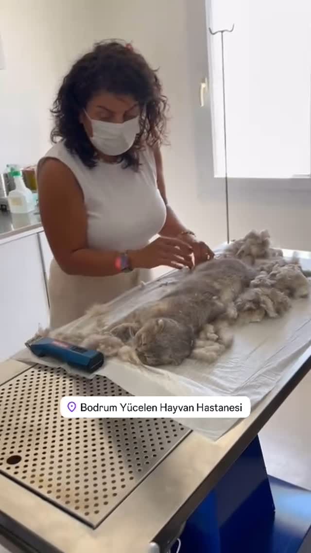 Post 5 by Yücelen Hayvan Hastanesi on Instagram (video)