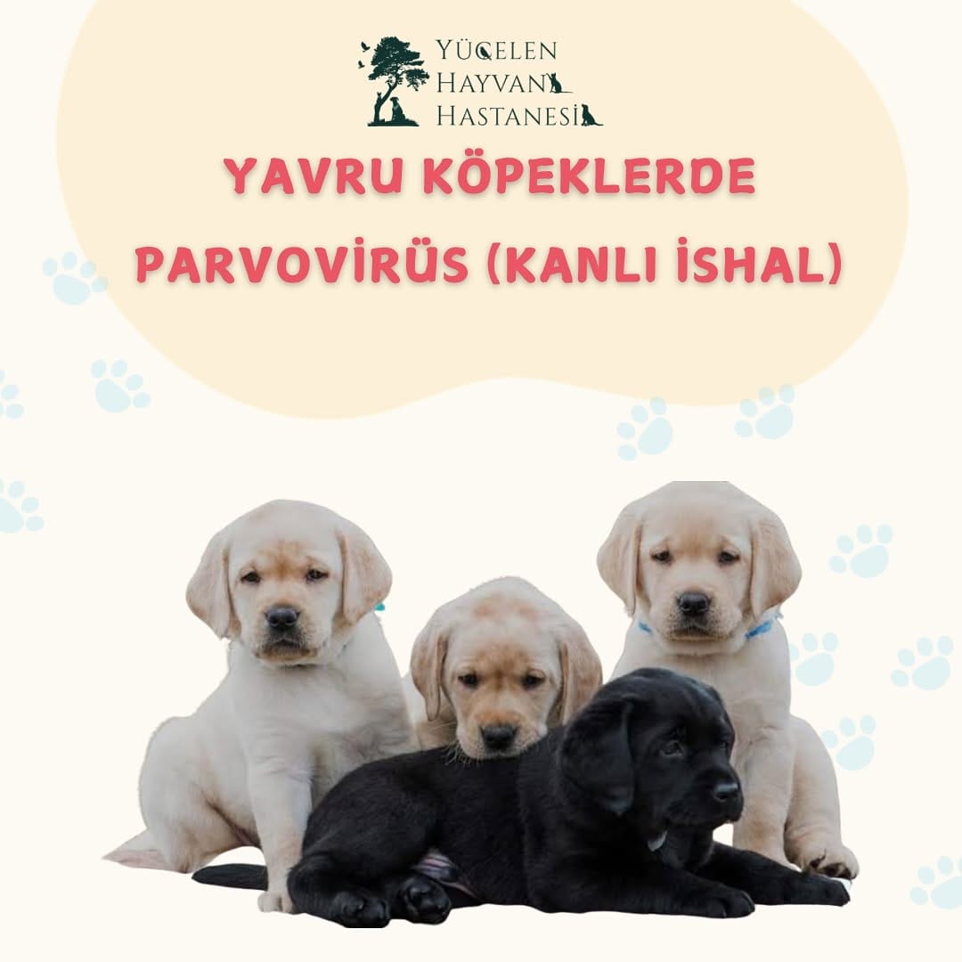 Post 9 by Yücelen Hayvan Hastanesi on Instagram (carousel)