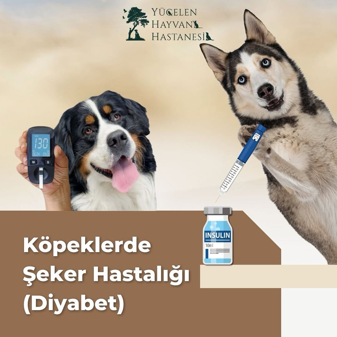 Post 7 by Yücelen Hayvan Hastanesi on Instagram (carousel)