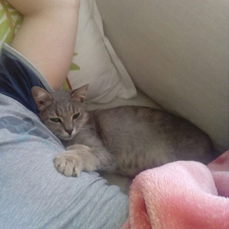 Post 1 by Catmosfer Cat Cafe on Instagram (image)