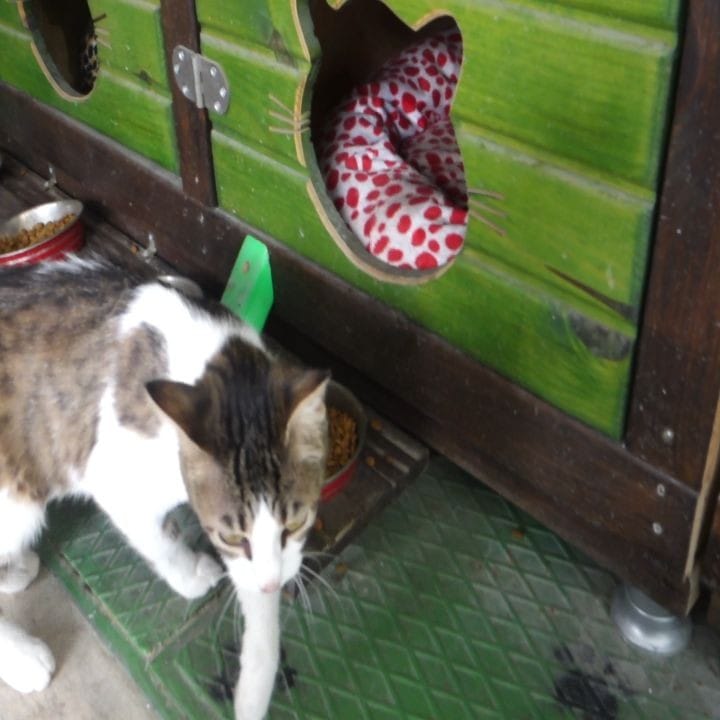 Post 3 by Catmosfer Cat Cafe on Instagram (video)