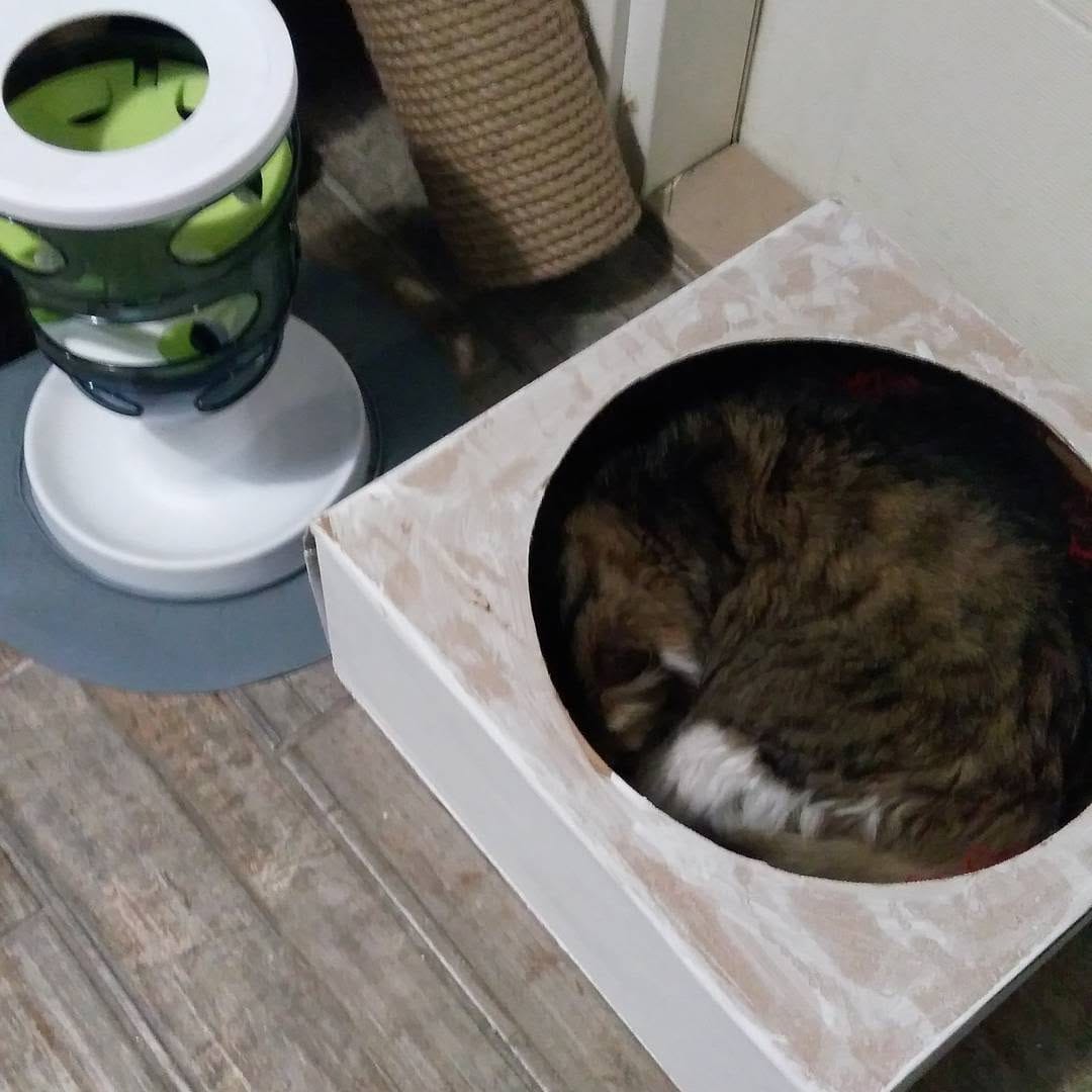Post 8 by Catmosfer Cat Cafe on Instagram (image)
