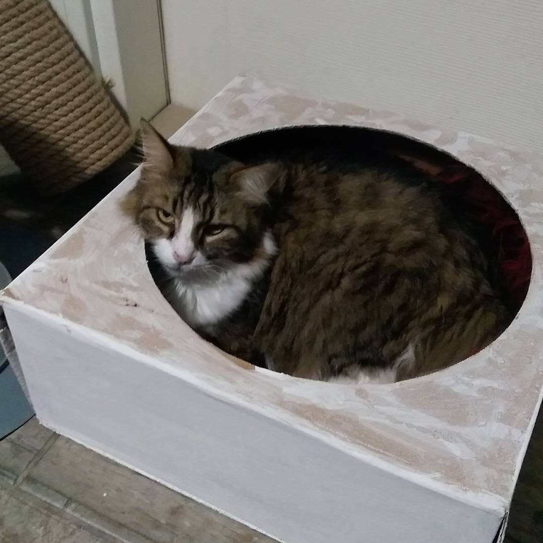 Post 9 by Catmosfer Cat Cafe on Instagram (image)