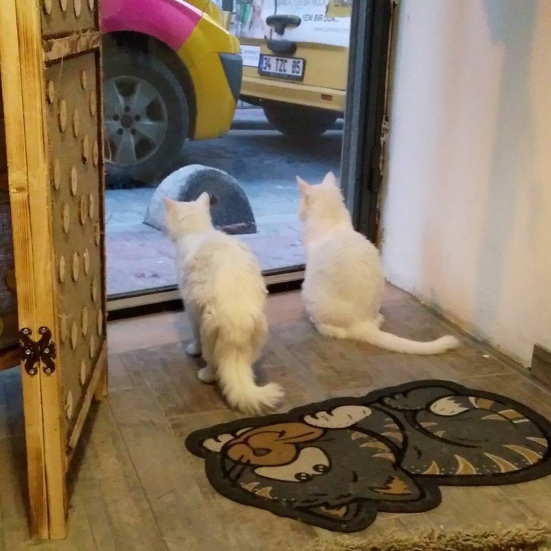 Post 10 by Catmosfer Cat Cafe on Instagram (image)