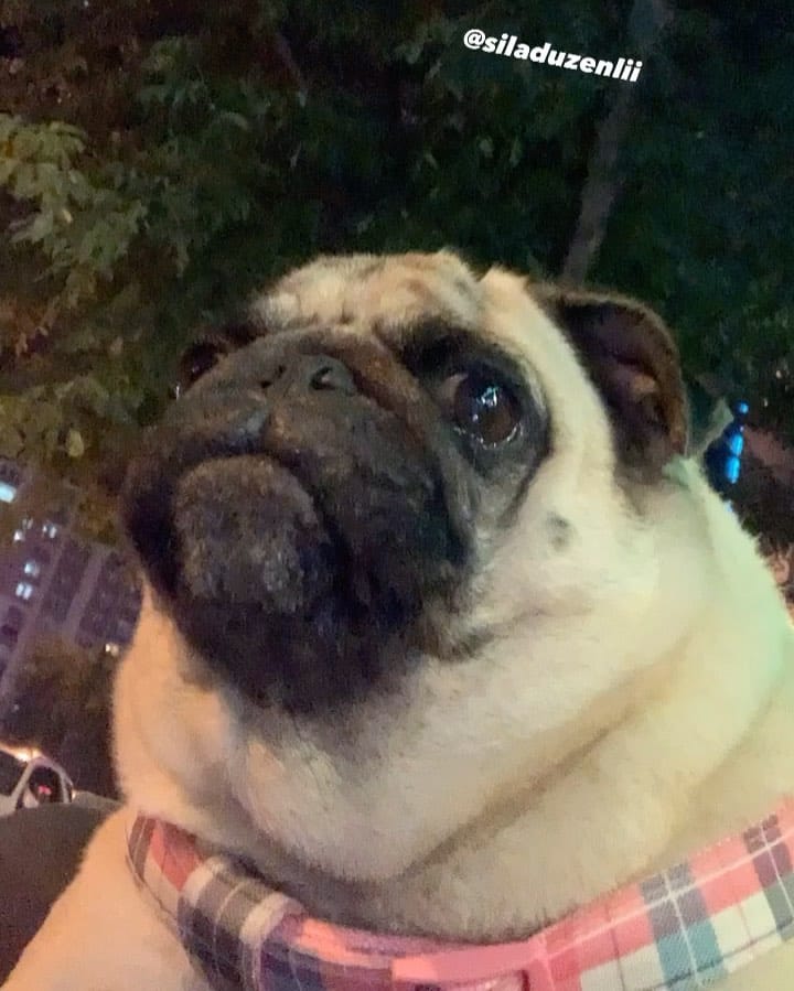 Post 10 by Şila Düzenli on Instagram (video)